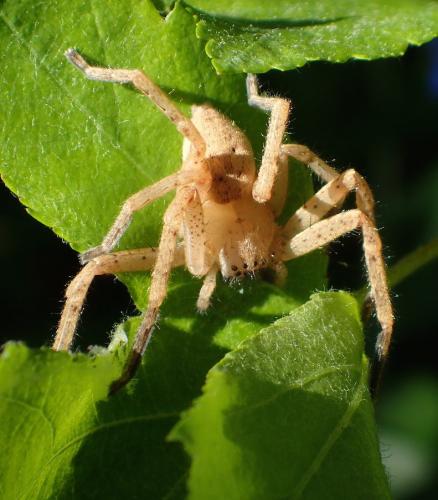 Réf. 194 469 : Olios argelasius